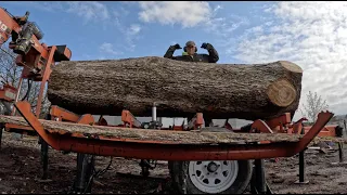 WoodMizer LT40 Wide Milling a White Oak Log with STUNNING Grain!!