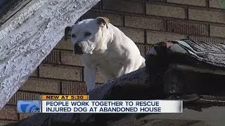 Dog rescued from burned out home's roof