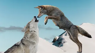 Wolf vs Coyote fight- Wolf vs Coyote comparison