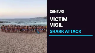 No sign of killer shark as Sydney beaches reopen | ABC News