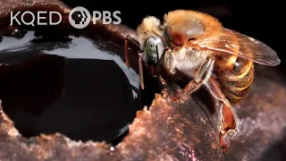 Stingless Bees Guard Tasty Honey With Barricades, Bouncers and Bites | Deep Look