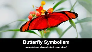 Butterfly Symbolism