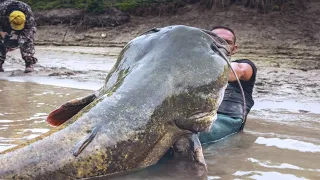 10 Biggest River Monsters Ever Caught ।। 10 Abnormally Large River Monsters Ever Caught । Deadliest