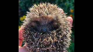 33 TICKS REMOVED FROM A BABY HEDGEHOG