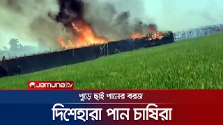 রাজশাহীতে ভয়াবহ আগুনে পুড়লো অন্তত ৫০টি পানের বরজ | Rajshahi Betel Leaf Fire | Jamuna TV