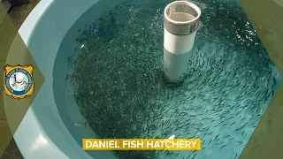 Fish Hatchery - Daniel, Wyoming