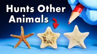 Everything You Didn't Know About Starfish