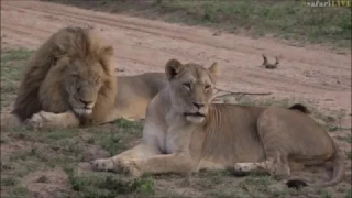 Safari Live : B Boy Mfumo and Nkuhuma Lioness Amber Eyes seen on drive with Jamie Nov 27, 2016