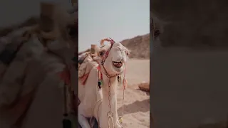 What's Inside A Camel Hump? #shorts #shortvideo #malayalamshorts #fivefacts.1 #dailyfacts #facts