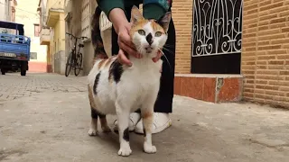 Cute Pregnant Calico Cat With Amazing Color And Adorable Eyes.
