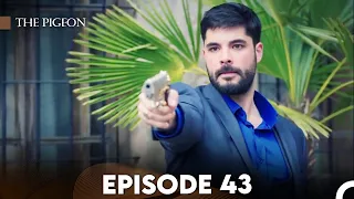 The Pigeon Episode 43 (FULL HD)