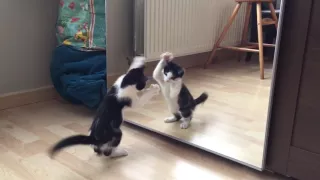 Kitten vs mirror for the first time - Wiske the cat!