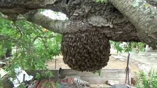 Cogemos un enjambre de abejas