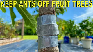 This Simple Garden Trick Will Keep Ants Off Fruit Trees