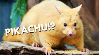 The Brushtail Possums Is The OG Pikachu | Strange Creatures of Phillip Island