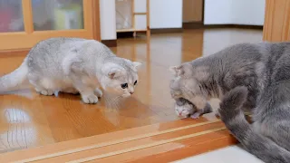 The mother cat goes to show off her baby kittens to the family.