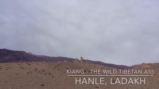 Kiang - wild Tibetan ass