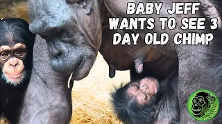 1 Year Old Chimpanzee Wants To Know Newborn Baby - 3 Days Old !!