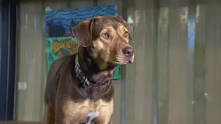 How Malnourished Dog Became Star of ‘A Dog’s Way Home’