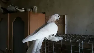 Все это надо знать при покупке Голубеи / чтобы дальше не мучился