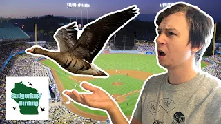 A Birder's Reaction to Duck/Goose on Field at Dodgers vs. Padres Game