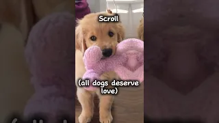 Your dog if you… #scroll #like #comment #subscribe #preppy #edit #fyp #tiktok #dog #style #cute