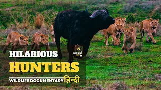Hilarious Hunters - हिन्दी डॉक्यूमेंट्री | Epic Fails of the Predator Kingdom, documentary in Hindi