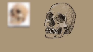 Drawing Study: Human Skull [Time Lapse][Procreate]