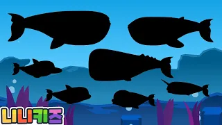 What kind of whale am I? | Shadow Whale Play | Baby Whale? Whale shark? Dolphin? | Kids | NINIkids