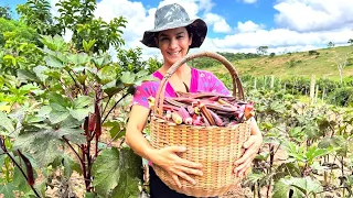 Minha maravilhosa cultura de quiabos roxos em sua máxima produção