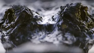 Alligators Showing Off for Mating Season | Animal Super Senses | BBC Earth