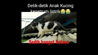 Detik-detik anak kucing kesetrum listrik //sedih gak bisa nolong #shorts