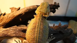 Бородатая агама-Pogona vitticeps. Кормление в террариуме. Сверчки.