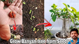 How to grow Banyan Tree from seeds, How to grow Ficus from seeds | The One Page