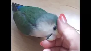 The Massage parrot​