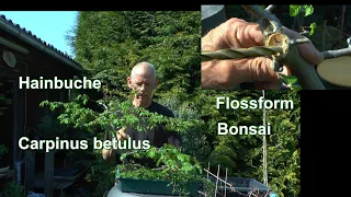 Garten und Bonsai Hainbuche Flossform Schneiden für die Grundgestaltung mit Bohrer in die Tiefe