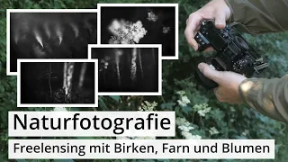 Naturfotografie: Sommermorgen mit FREELENSING mit altem 50mm f1.4 | Birken, Farn und Blüte