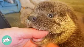 Girl Can’t Escape Otter’s Love Bites. He Won’t Stop Giving Them | Cuddle Buddies