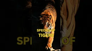 Tiger Species: Living, Endangered and Extinct #shorts #tiger #animals