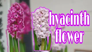 HYACINTH FLOWER