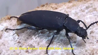 Как Разводить Жука Суперхрущака Зофобаса? Zophobas (Tenebrionidae).