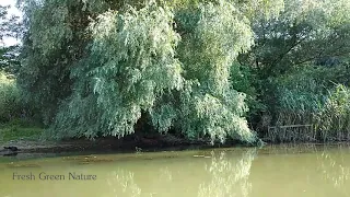 The Danube Delta - A Boat Trip