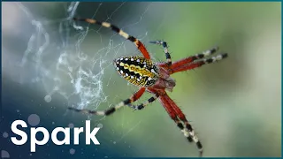 The Most Venomous Creatures In The World | World's Wost Venom | Spark