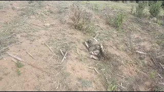 Chupa cabras está matando animales en San Marcos Guatemala