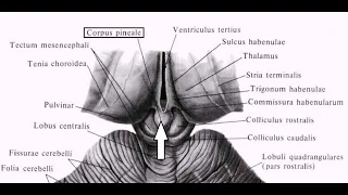 Эпиталамус - Epithalamus