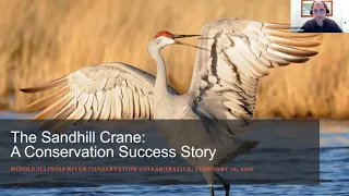 The Sandhill Crane: A Conservation Success Story