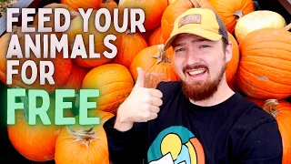 Feed Your ANIMALS for FREE Using These Methods!