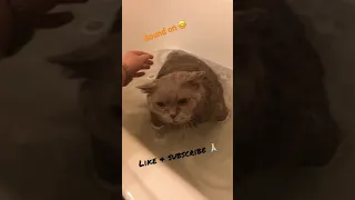 British Cat crying in the Bath