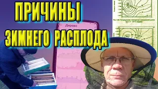 Зимовка пчел Чем опасна теплая зима для пчел