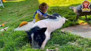 How monkey YiYi and Ủn Ỉn piglet becoming a close duo